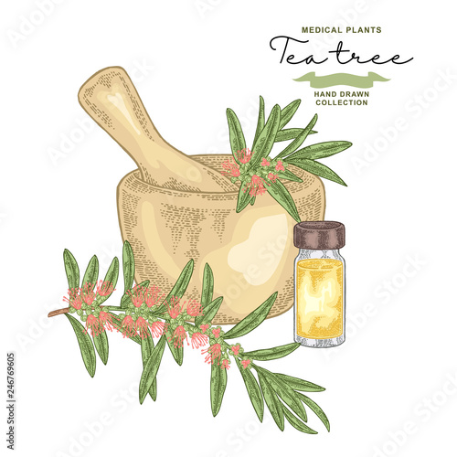 Tea tree flowers and leaves.Melaleuca essential oil. Medical herbs set. Vector illustration hand drawn.
