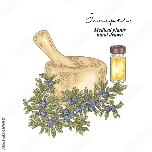 Juniper berries and leaves isolated on white background. Medical herbs set. Vector illustration hand drawn.