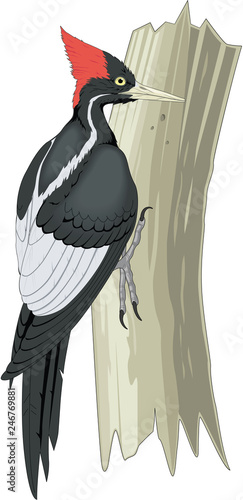 Ivory Billed Woodpecker on Tree Trunk Vector Illustration