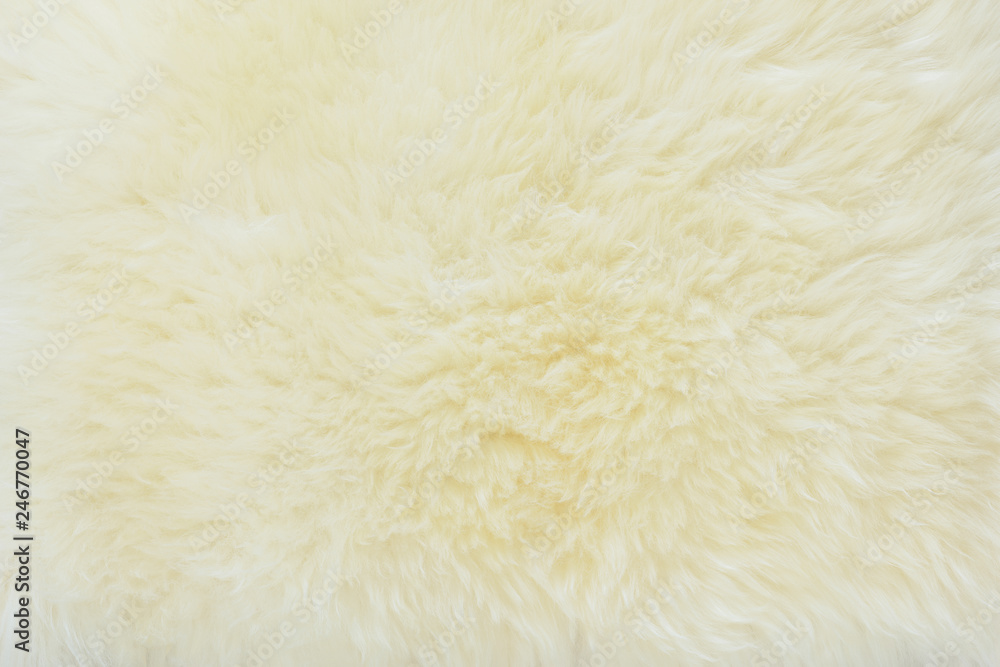 background and textured of real white cream wool sheep background and textured of real white cream wool sheep