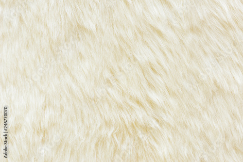 background and textured of real white cream wool sheep
