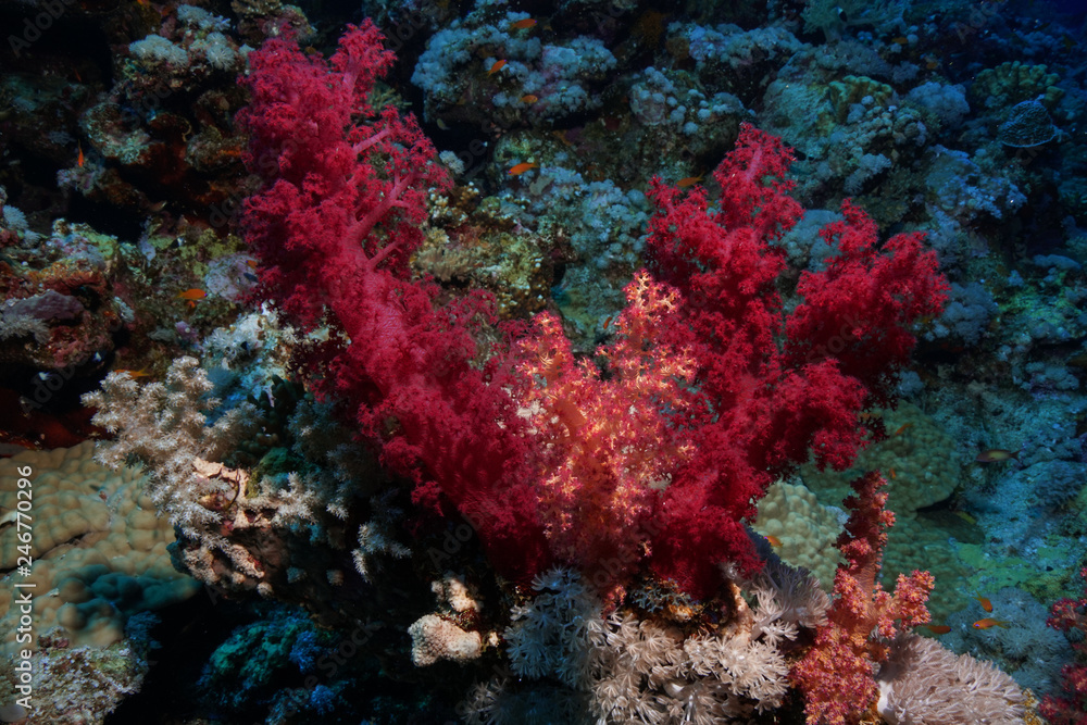 Coral reef at the Red Sea, Egypt Coral reef at the Red Sea, Egypt