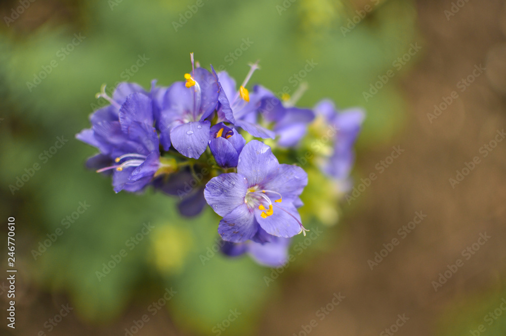 Spring or summer seasonal tiny blue flowers, blooming outdoors