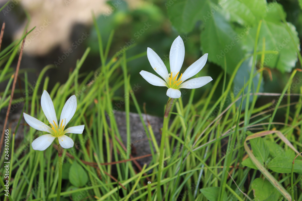 white flower in green grass