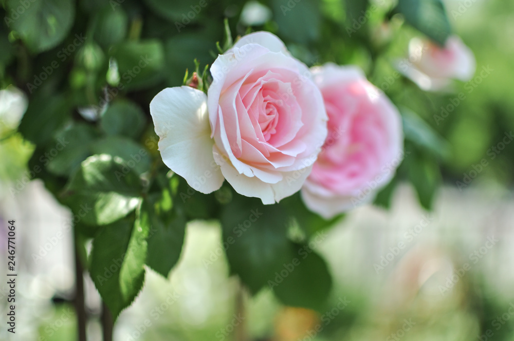 Spring or summer english roses, blooming outdoors Spring or summer english roses, blooming outdoors