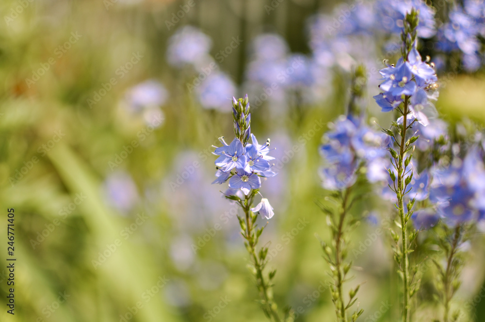Spring or summer seasonal tiny blue flowers, blooming outdoors Spring or summer seasonal tiny blue flowers, blooming outdoors