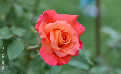 Spring or summer english coral rose  blooming outdoors