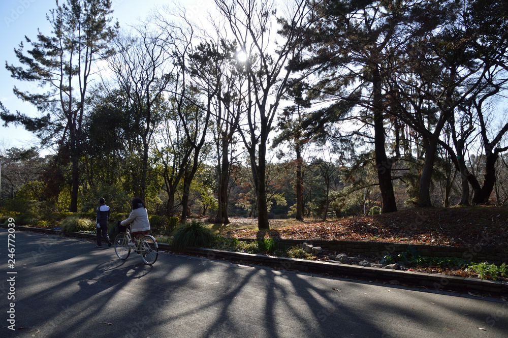 公園の遊歩道に、冬の朝日を浴びた枯れ木の長い影が伸びている風景