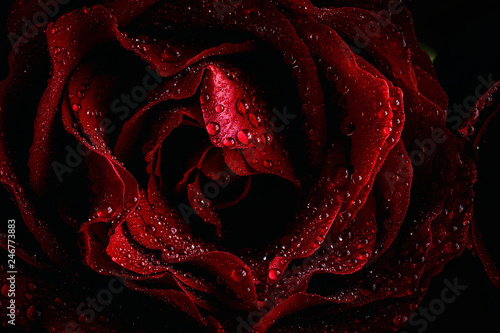 Red roses with dark background