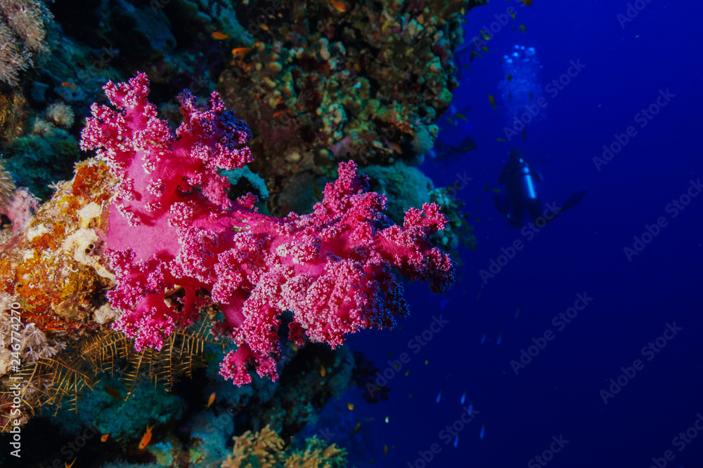 Coral reef at the Red Sea, Egypt