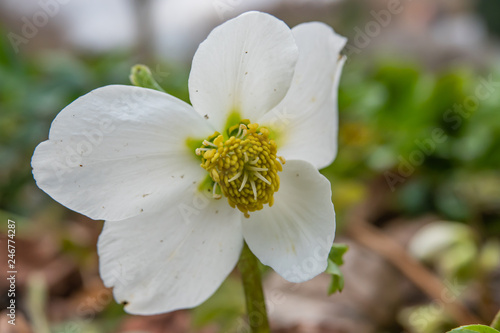 Black Hellebore Flower in Bloom in Winter