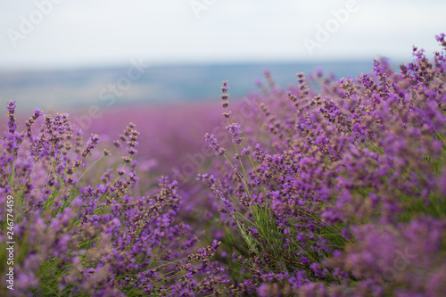 Beautiful and summer violet lavander field. Aromatherapy lavander.