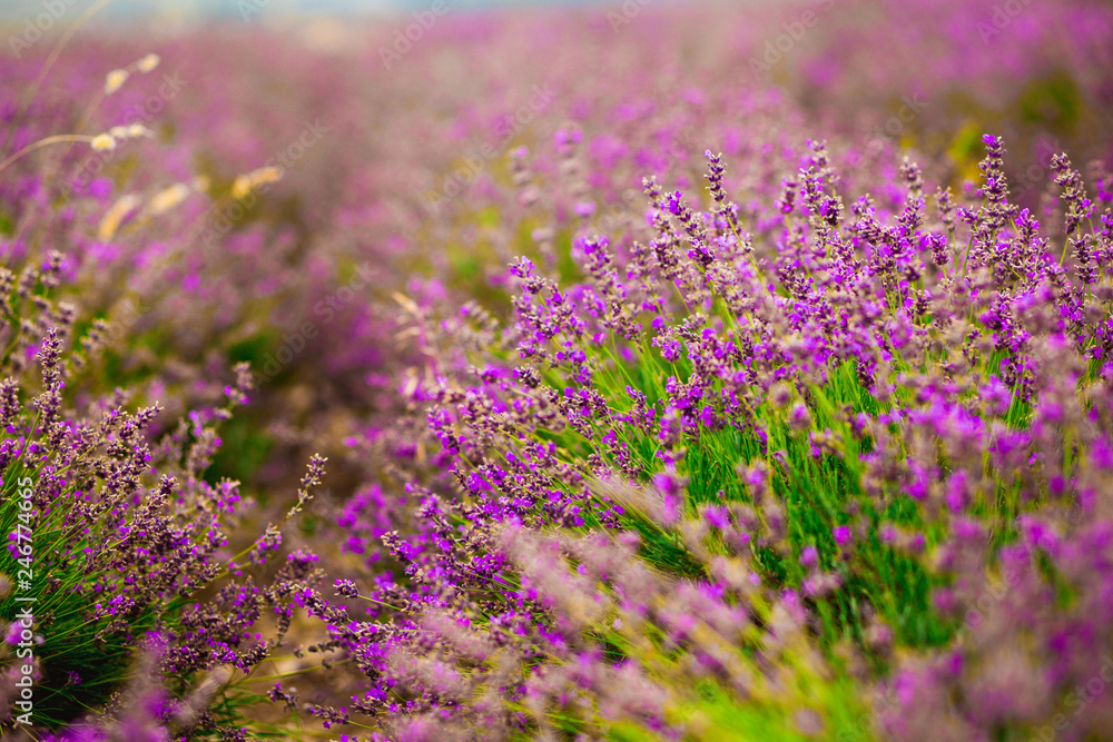 Beautiful and summer violet lavander field. Aromatherapy lavander.