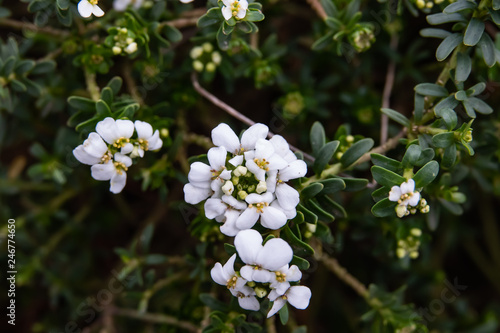 Evergreen Candytuft Flowers in Bloom in Winter