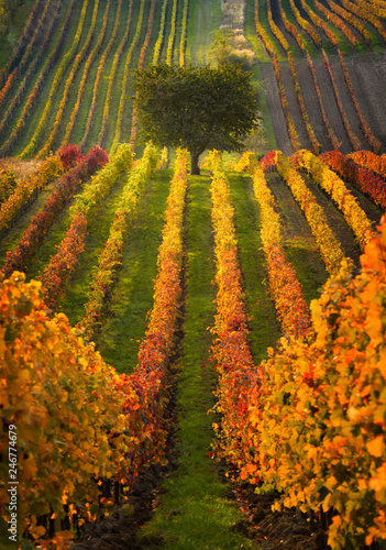 One tree among the rows of vineyards, South Moravia, Czech Republic.