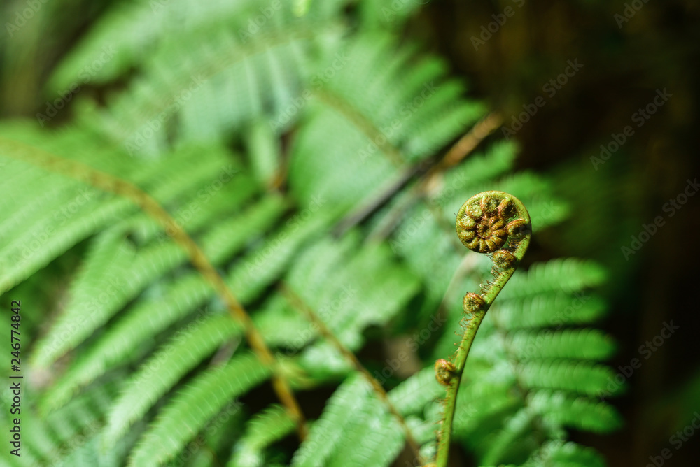 Close up of wild fern, horizontal. Close up of wild fern, horizontal.