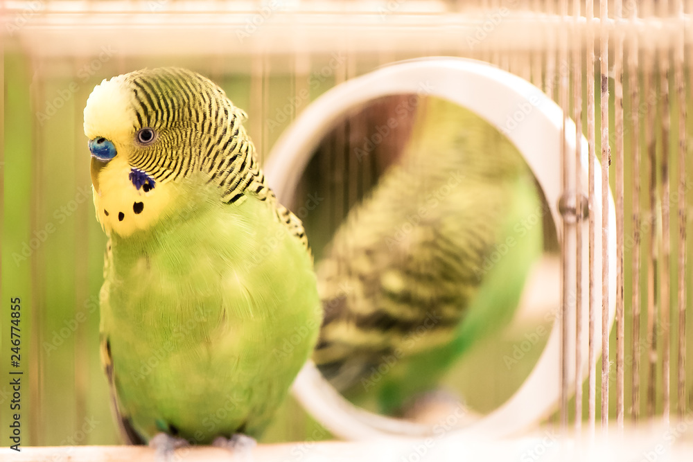 Fototapeta premium Papuga falistej papugi falistej z bliska siedzi w klatce. Śliczny zielony budgie.