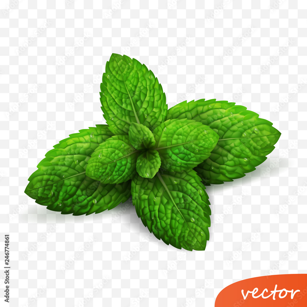 3d realistic isolated vector sprout of fresh mint leaves with drops of dew - obrazy, fototapety, plakaty 
