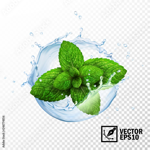 3d realistic isolated vector sprout of fresh mint leaves in a splash of water with drops