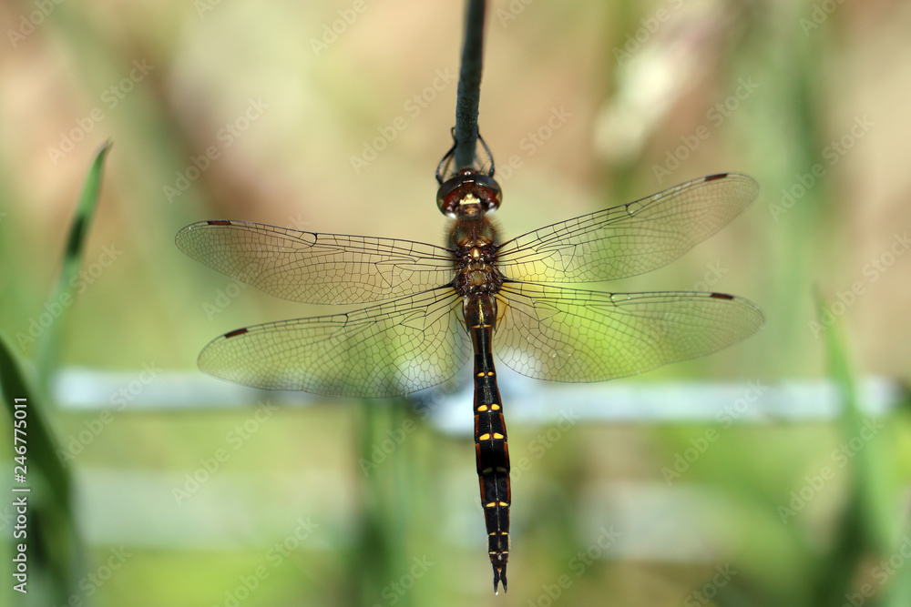 dragonfly on a branch dragonfly on a branch