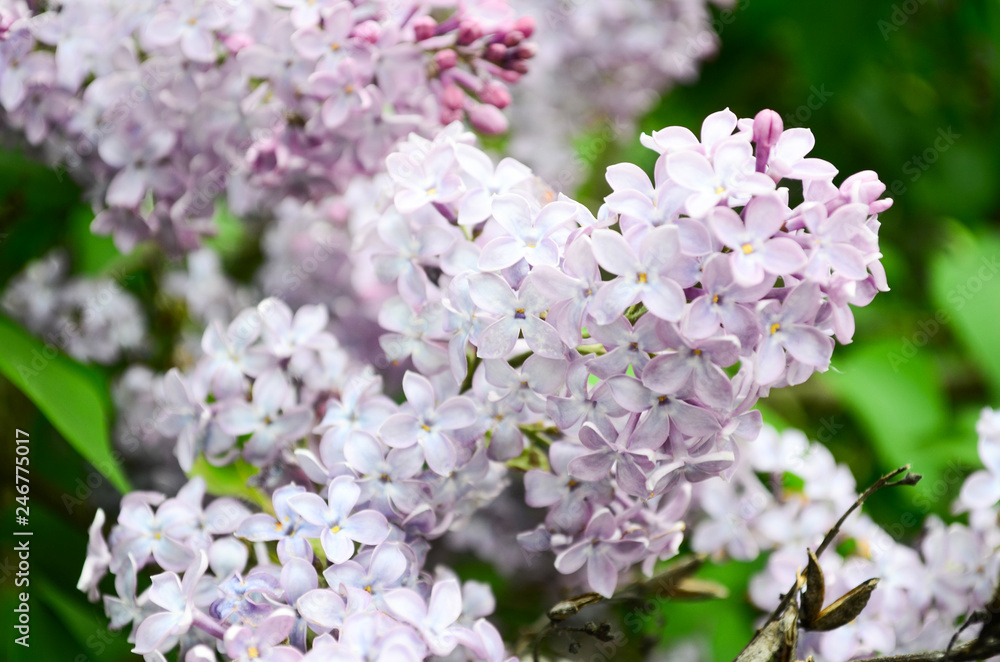 Spring branch blooming lilacs. Blossoming purple lilacs in the spring. Selective soft focus, shallow depth of field. spring background Spring branch blooming lilacs. Blossoming purple lilacs in the spring. Selective soft focus, shallow depth of field. spring background