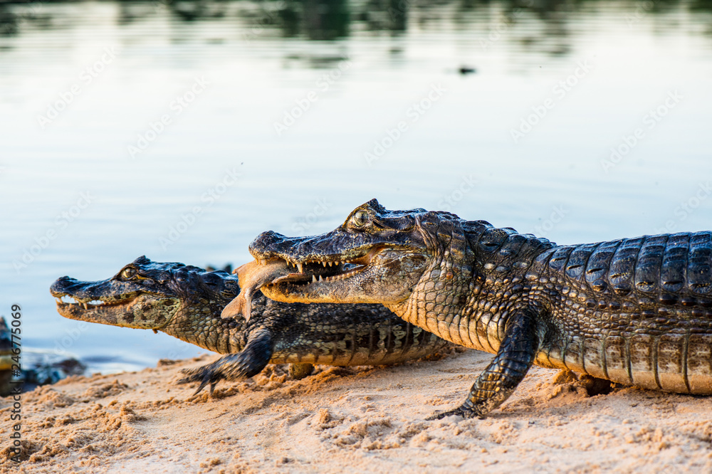 Black kajman Melanosuchus niger south america Black kajman Melanosuchus niger south america