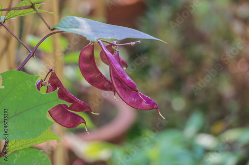 Hyacinth bean in garden