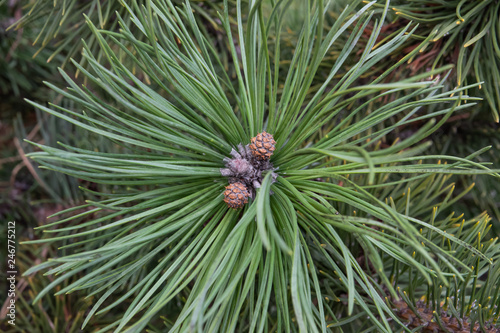 Mugo Pine Cone in Winter
