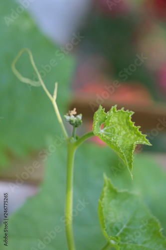 Hyacinth bean in garden