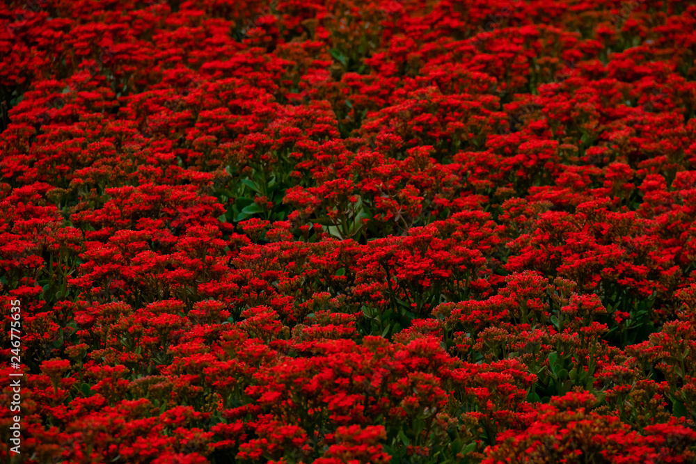red flowers on a background