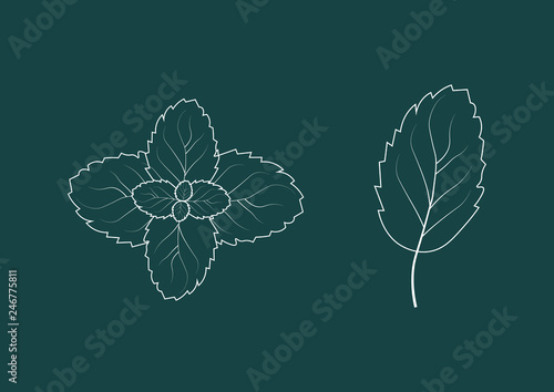 Summer fresh mint leaves icon. Floral element.