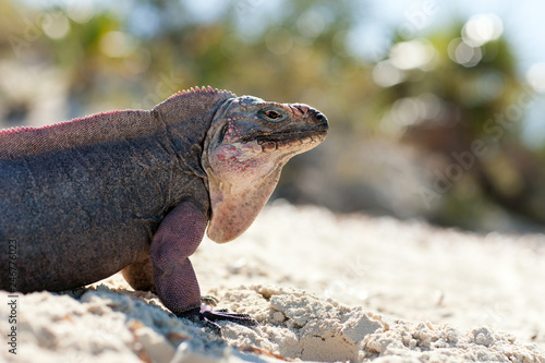 animal, fauna and nature concept - exuma island iguana in the bahamas