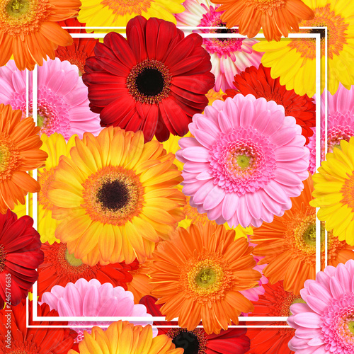 Colorful gerbera flowers with frame. Spring background.