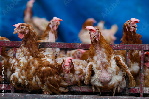 Live chicken hen livestock in cage for sale at Market in a street in Marrakesh, Morocco