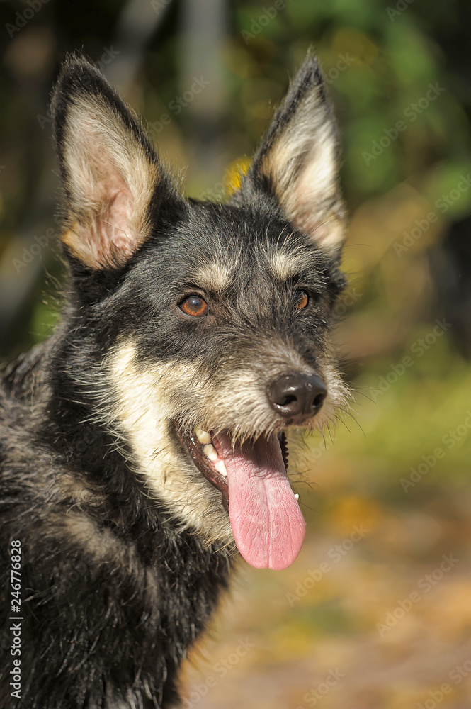 black and white dog terrier metis black and white dog terrier metis