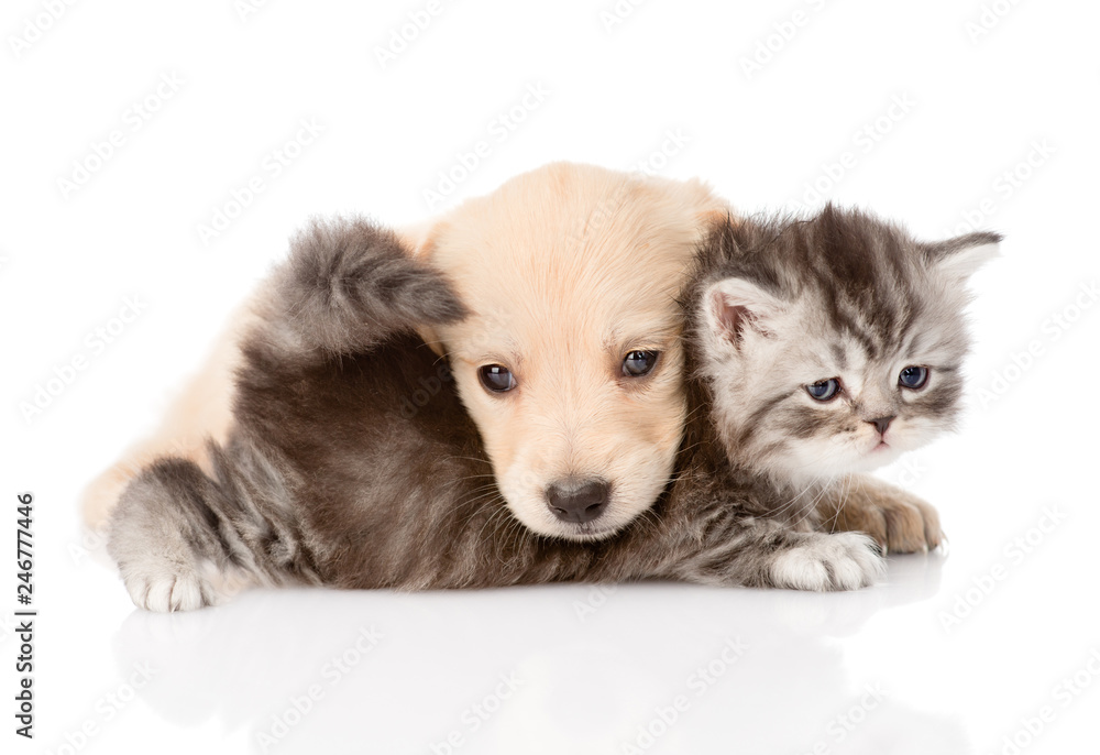 golden retriever puppy dog playing with british kitten. isolated on white background