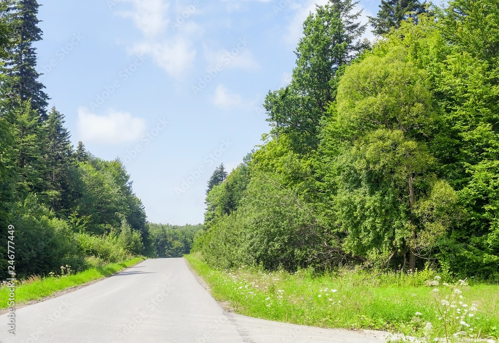 Summer landscape with winding road and forest by blue sky Summer landscape with winding road and forest by blue sky