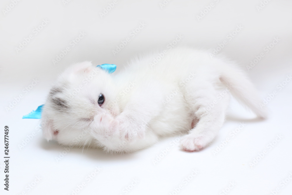 white Scottish fold kitten on white background white Scottish fold kitten on white background