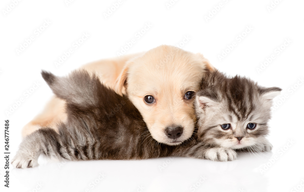 golden retriever puppy dog playing with british kitten. isolated on white background golden retriever puppy dog playing with british kitten. isolated on white background