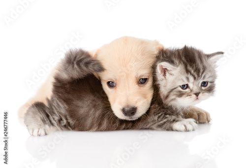 golden retriever puppy dog playing with british kitten. isolated on white background
