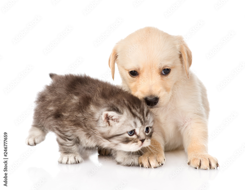 golden retriever puppy dog and scottish tabby cat together. isolated on white background golden retriever puppy dog and scottish tabby cat together. isolated on white background