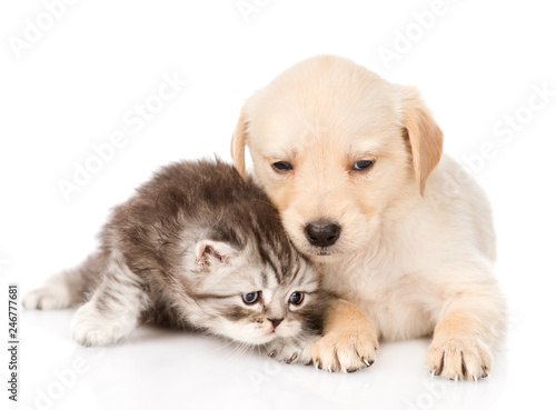 golden retriever puppy dog and british tabby cat together. isolated on white background