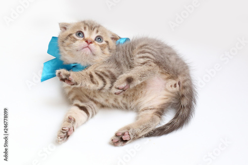 striped kitten Scottish fold on white background