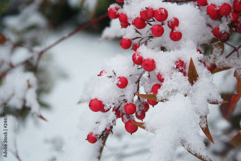 Nandina domestica or heavenly bamboo branch with red berries covered by snow in the garden in winter