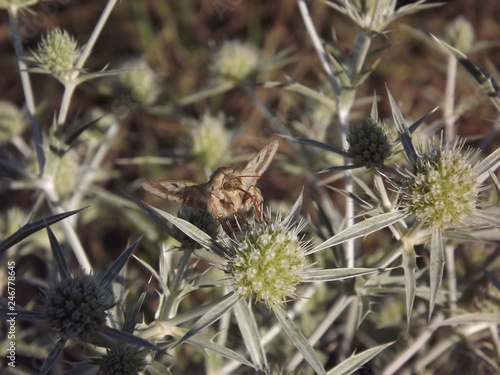 The butterfly on a flower nettle