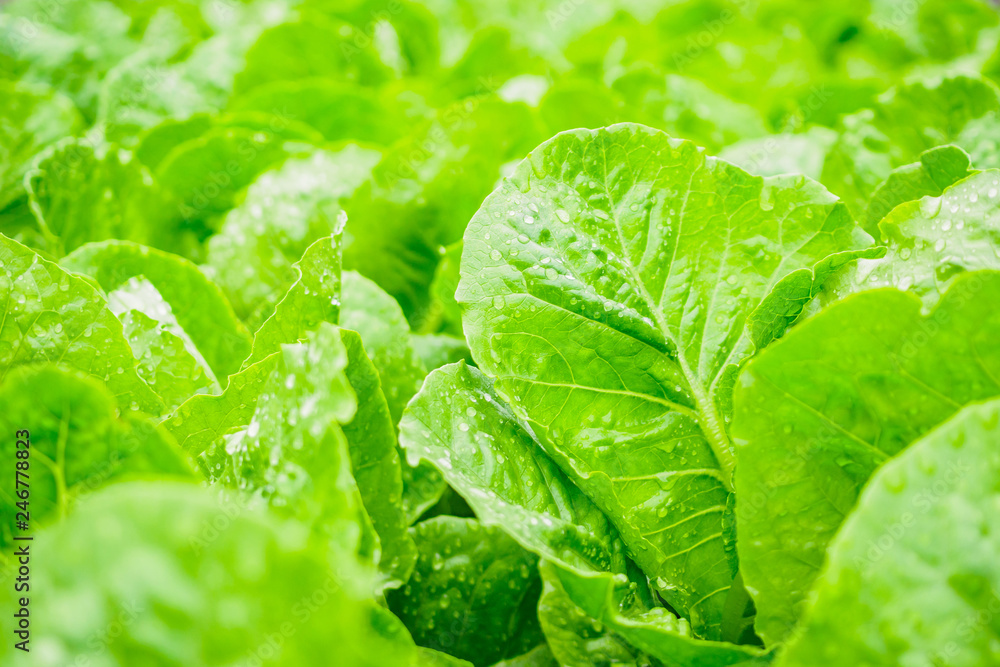 Fresh organic green leaves cos romaine lettuce salad plant in hydroponics vegetables farm system Fresh organic green leaves cos romaine lettuce salad plant in hydroponics vegetables farm system