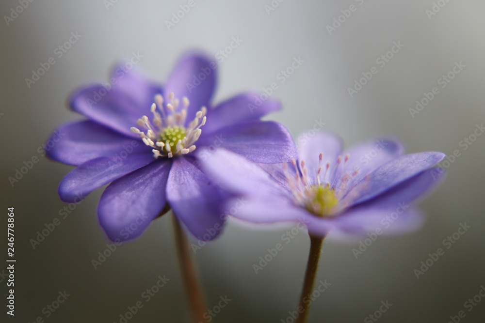 Close up of purple violet flowers (Hepatica nobilis, Common Hepatica, liverwort, kidneywort, pennywort, Anemone hepatica)