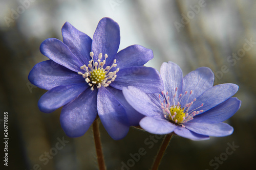 Close up of purple violet flowers (Hepatica nobilis, Common Hepatica, liverwort, kidneywort, pennywort, Anemone hepatica)