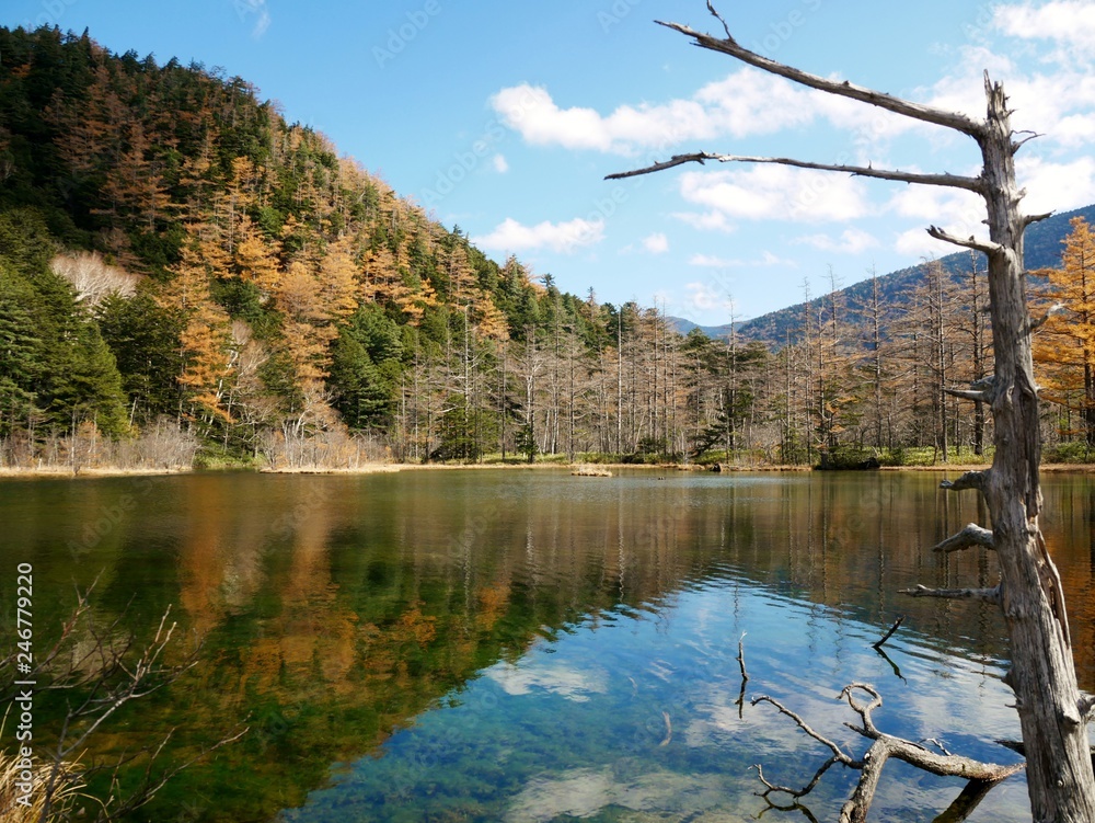 Fototapeta premium 上高地の秋