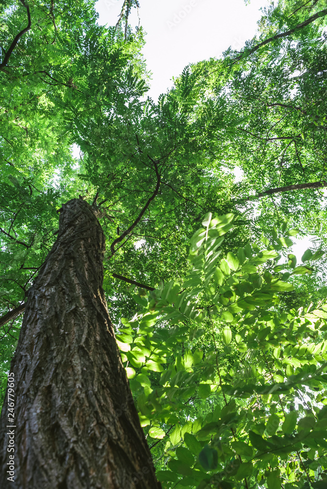 Fototapeta premium Green tree in the forest